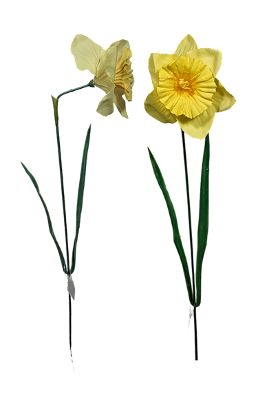 Żonkil łodyga, K252