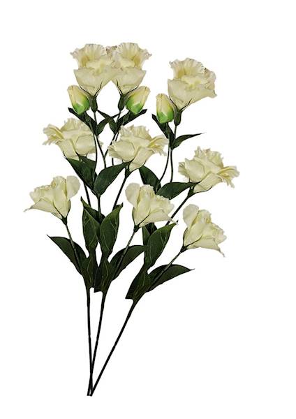 Eustoma, W235149