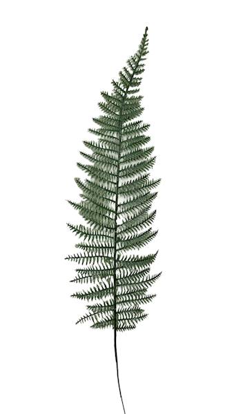 Liść paproci, C501