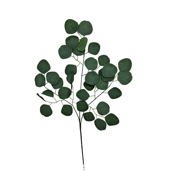 Liść eukaliptus, C451