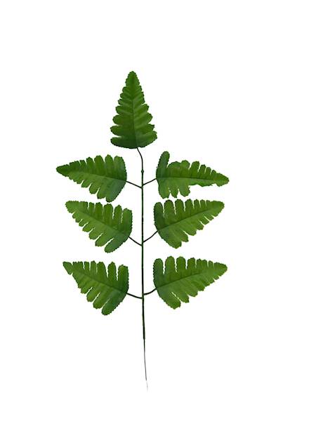 Liść pietruszki, W5464