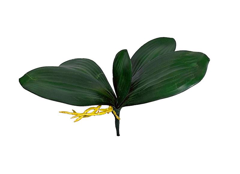 Liście storczyka, WTC009