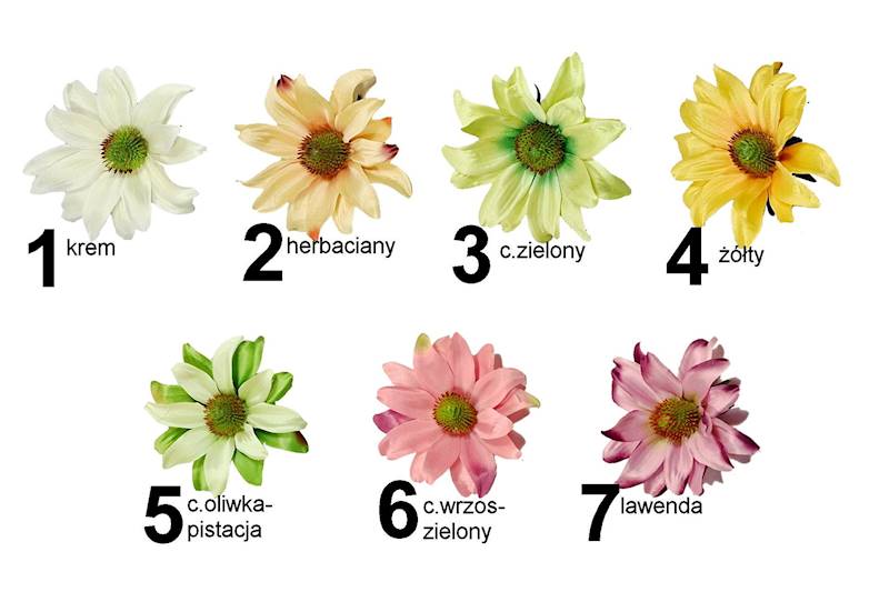 Jeżówka wyrobowa, W23523H