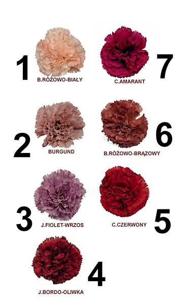 Goździk wyrobowy, W033