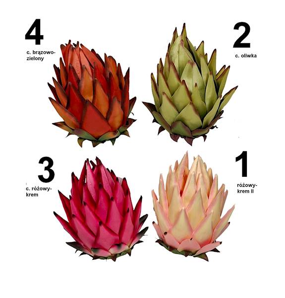 Protea, W235249