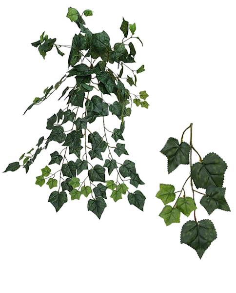 Bluszcz x120 lvs, C533