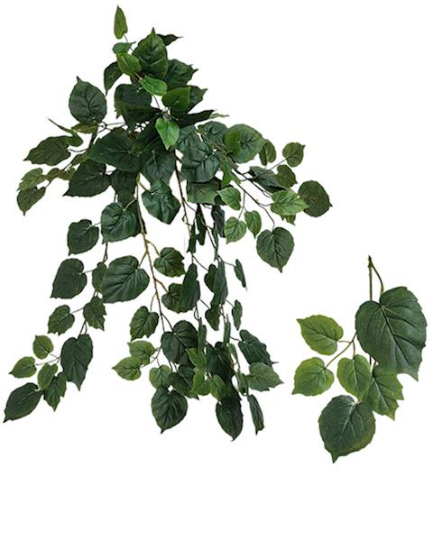 Bluszcz x120 lvs, C533