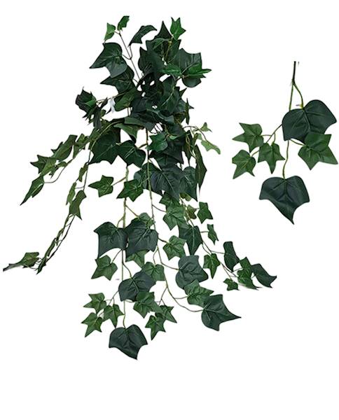 Bluszcz x120 lvs, C533