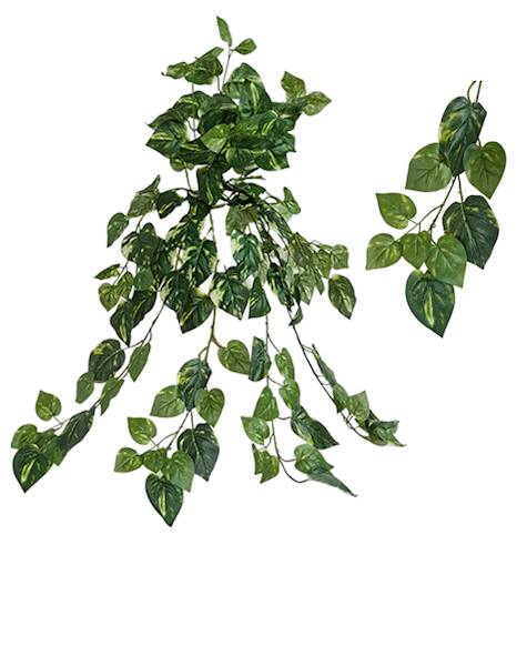 Bluszcz x120 lvs, C533