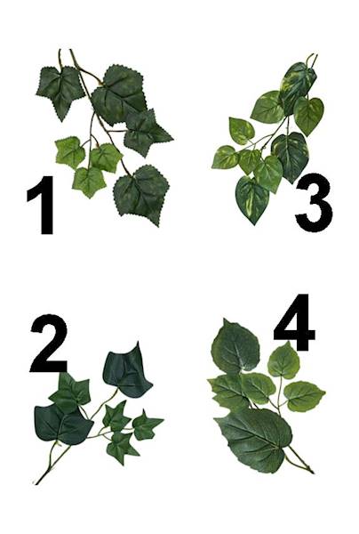 Bluszcz x120 lvs, C533