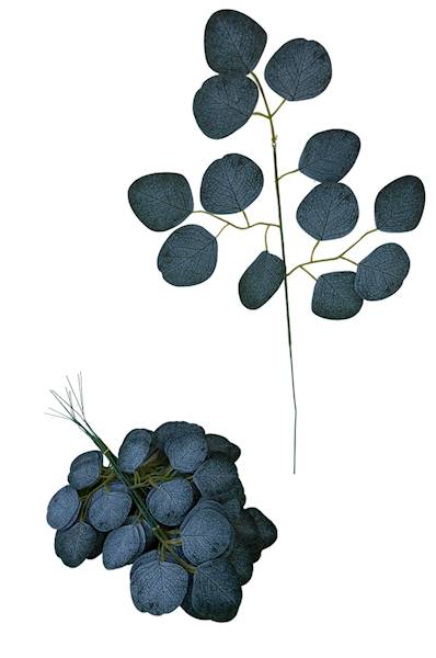 Liść eukaliptus, K535