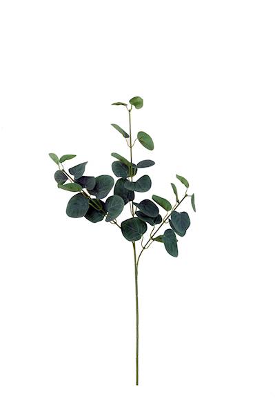 Gałązka eukaliptus, C667