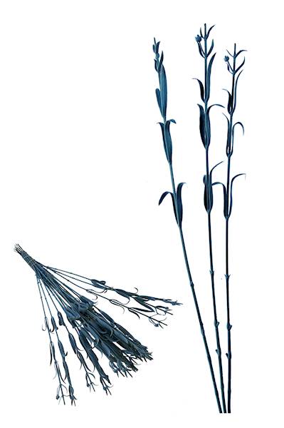 Łodyga do goździka, W22033