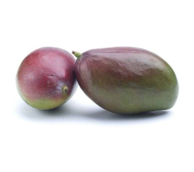 Mango kal. 9 RTE Puro Gusto kl.1 Hiszpania