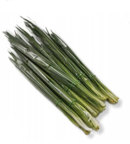 Szczypior Gruby Folia kl.1 Polska
