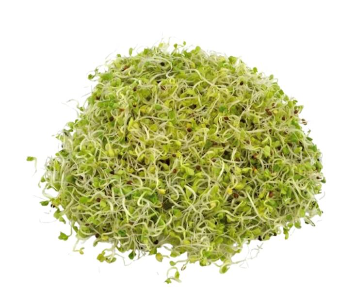 Kiełki Brokuła op.250g kl.1 Polska